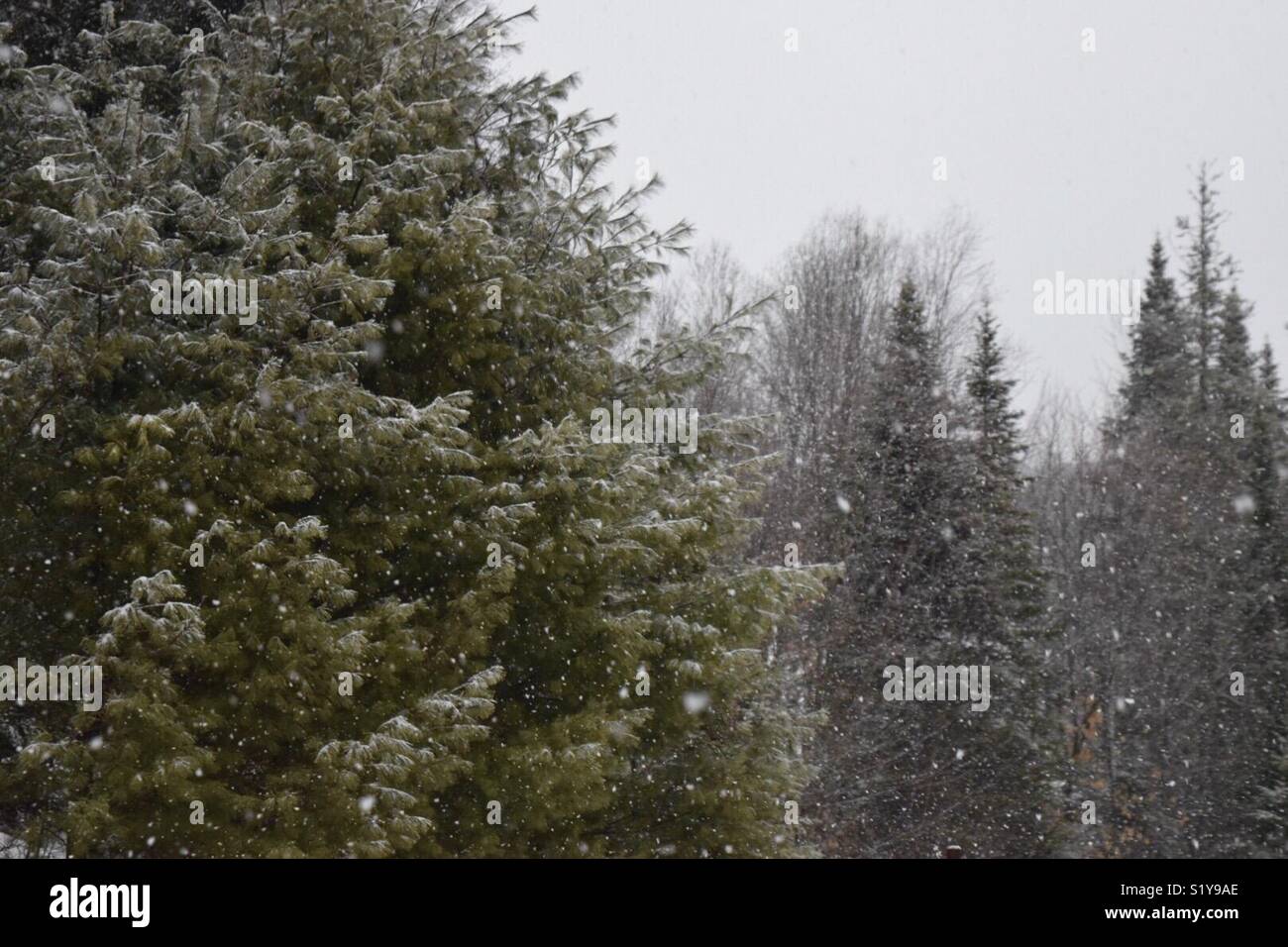 Nevicava in alberi Foto Stock