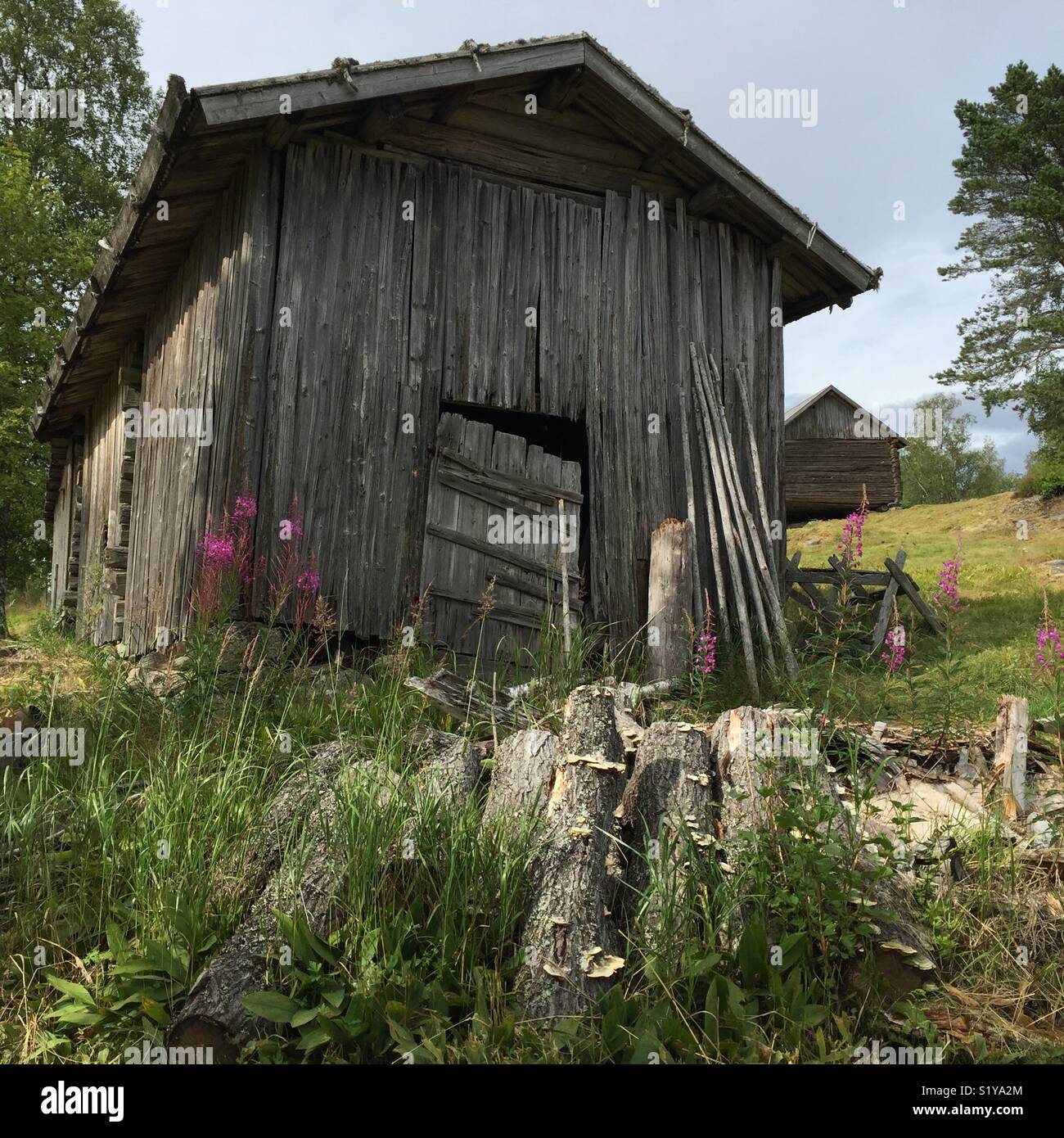 E Haybarn Fireweed, al vecchio insediamento finlandese Ritamäki, Värmland, Svezia. - Immagine stock catturata con smartphone