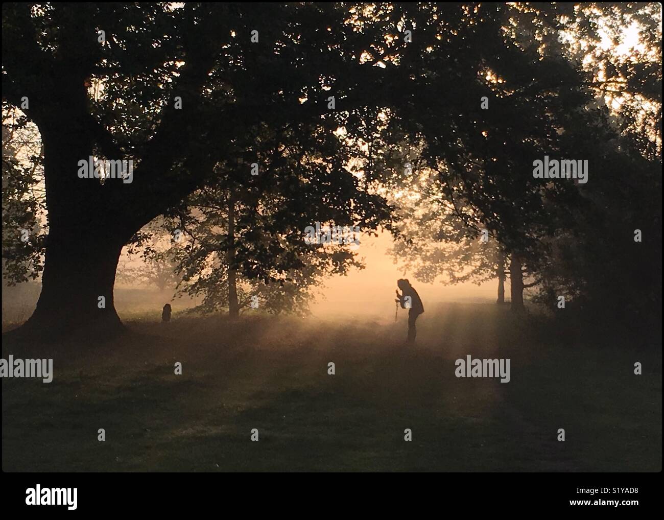 Dog walker e cane sotto una quercia durante una nebbiosa mattina su Tooting Common, Londra, 2017 Foto Stock