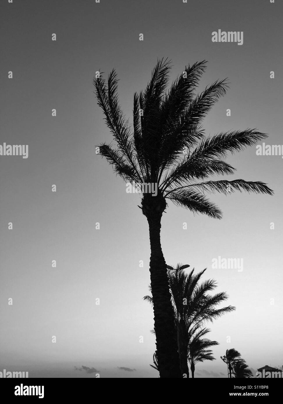 Alberi di Palma contro un chiaro cielo graduata Foto Stock