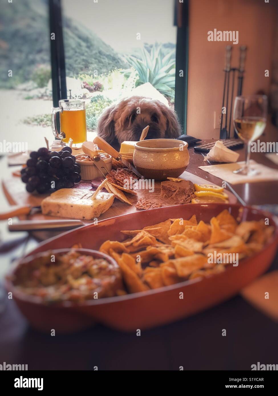 Un cane checking out l'antipasto della sinistra sul tavolo da parte gli ospiti Foto Stock