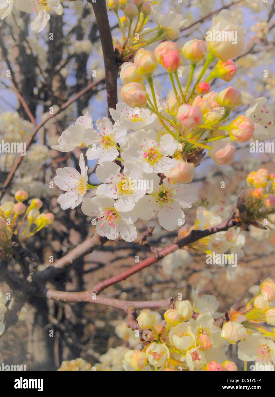 White crab apple blossoms su albero - Immagine stock catturata con smartphone