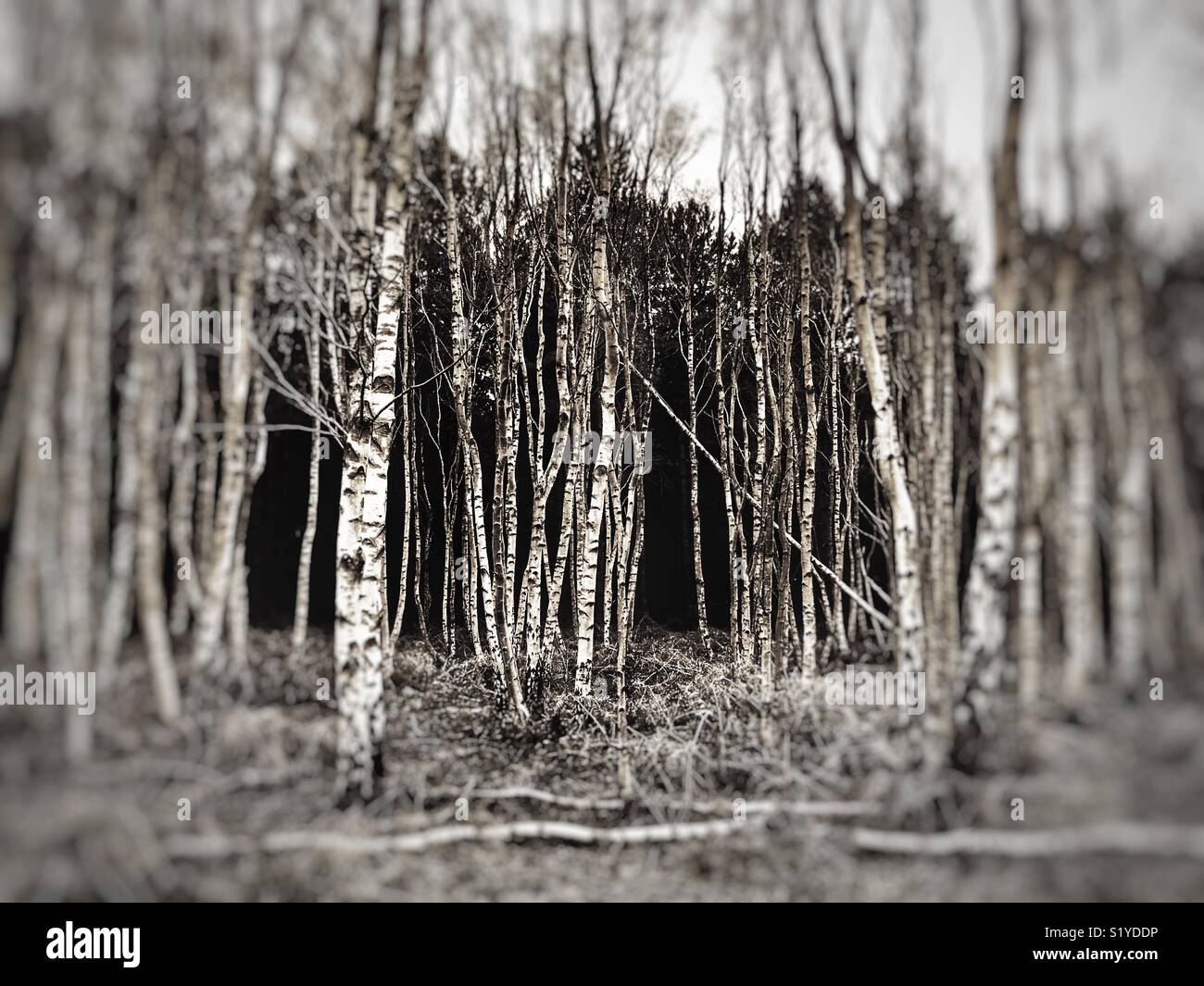 Foresta Rendelsham Suffolk in Inghilterra Foto Stock