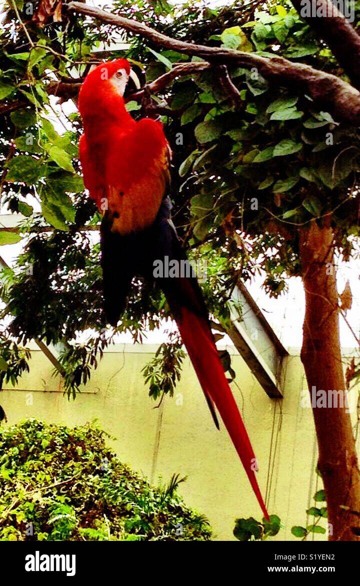 Un scarlet macaw pende da un ramo. Foto Stock