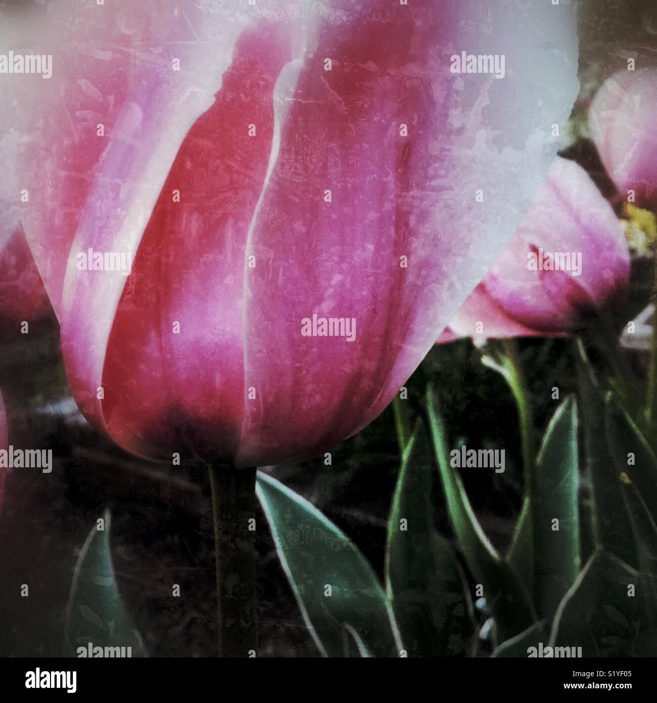 Tulipani rosa - Immagine stock catturata con smartphone