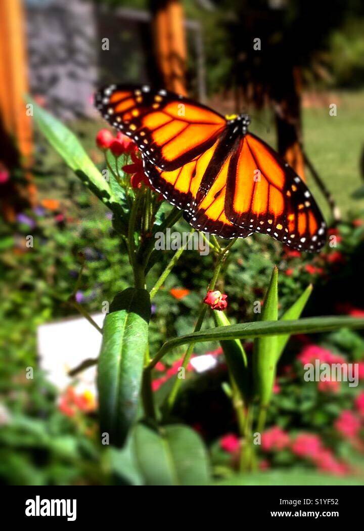Una farfalla monarca si diffonde è ali. Farfalle monarca migrare da midwestern Stati Uniti in Messico ogni caduta. Foto Stock