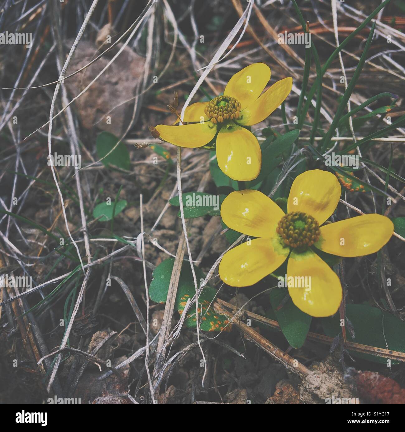 Piccolo a molla giallo fiori selvatici su un inizio di giornata di primavera. Square crop. - Immagine stock catturata con smartphone