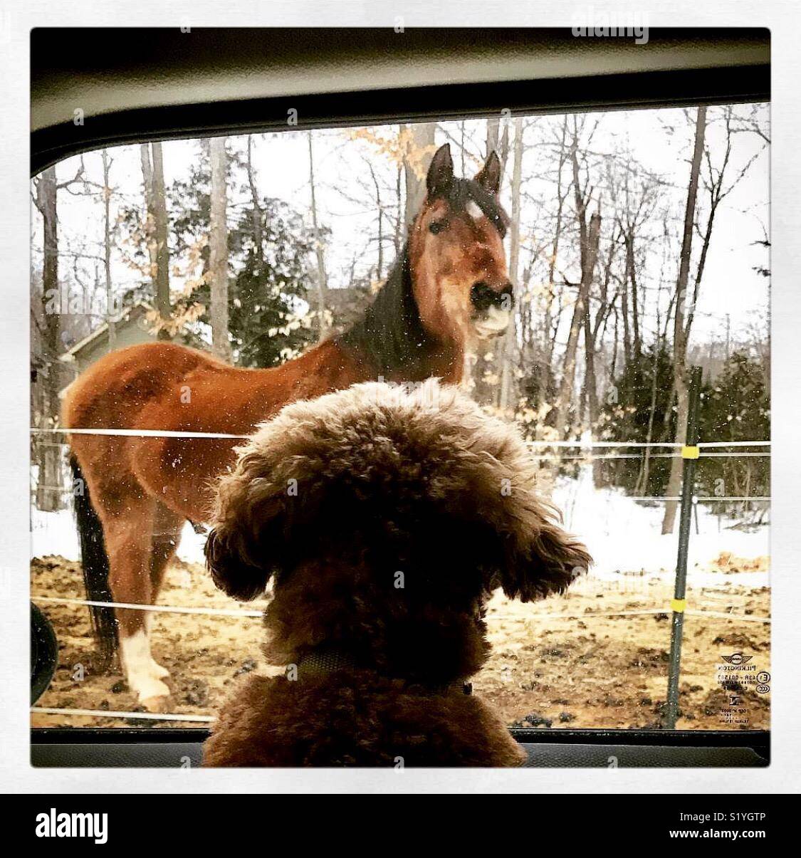 Cane cavallo di vedere per la prima volta da auto interno Foto Stock