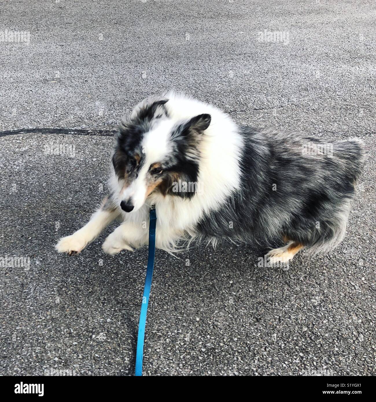 Felice esecuzione di blue merle sheltie - Immagine stock catturata con smartphone