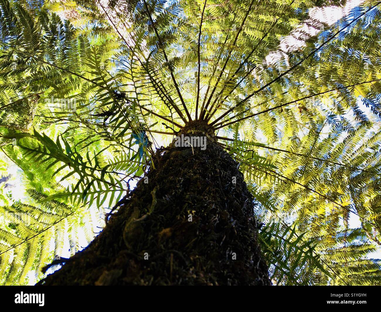 Palm o fern visto dal di sotto del bush australiano, supporti blu Foto Stock