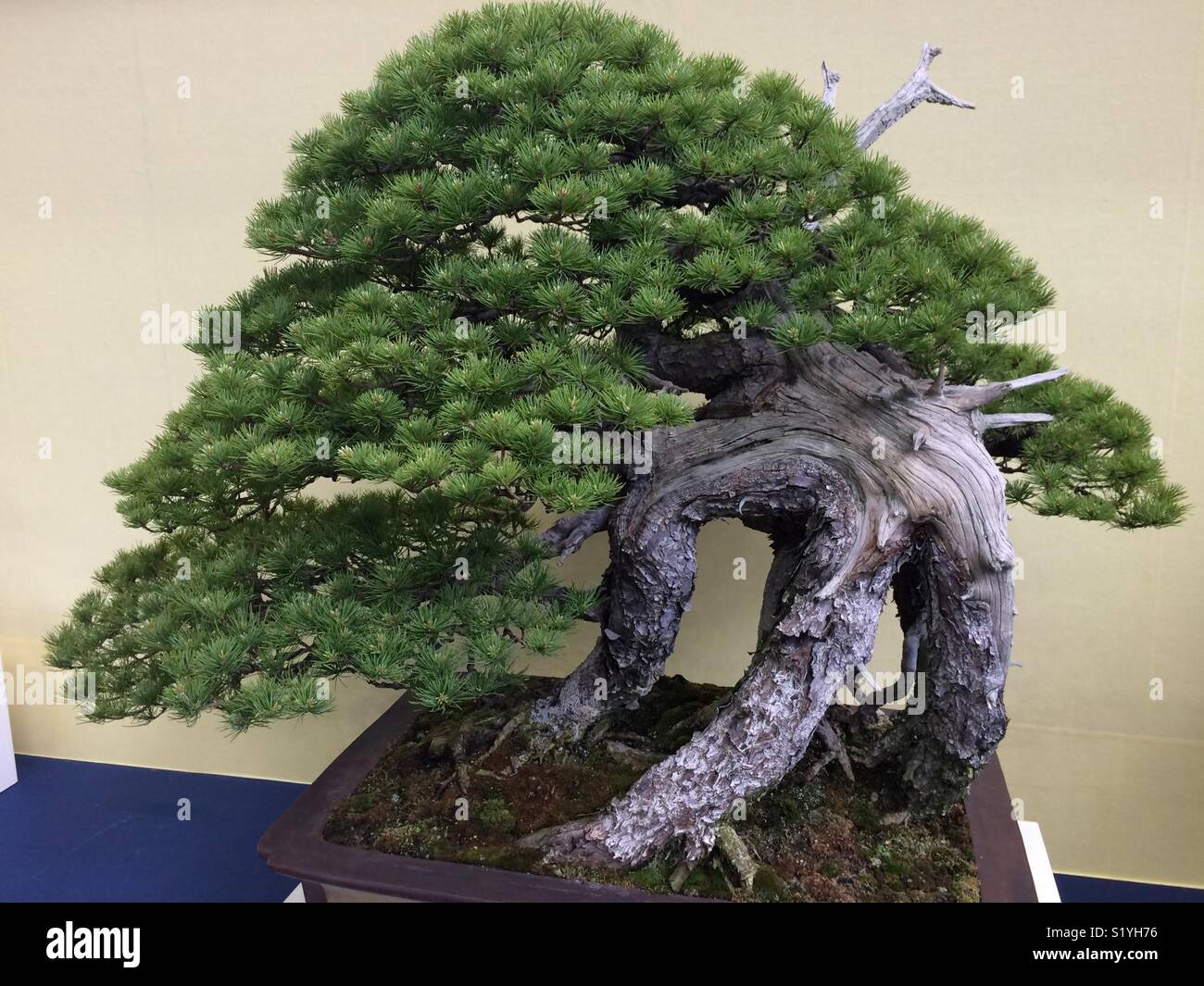 Bella la disposizione dello stelo rappresenta il bellissimo bonsai come tre rami di albero attorno a piedi che sono davvero incredibile awesome meraviglioso, Saitama Tokyo Giappone Foto Stock