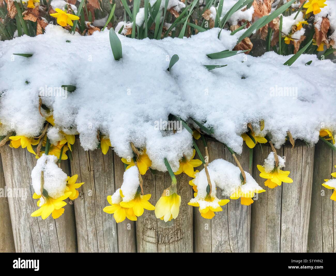 Giunchiglie ricoperta di neve nel Dorset, Inghilterra, dopo una bufera di neve durante la cosiddetta Bestia da est, Marzo 2018 - Immagine stock catturata con smartphone