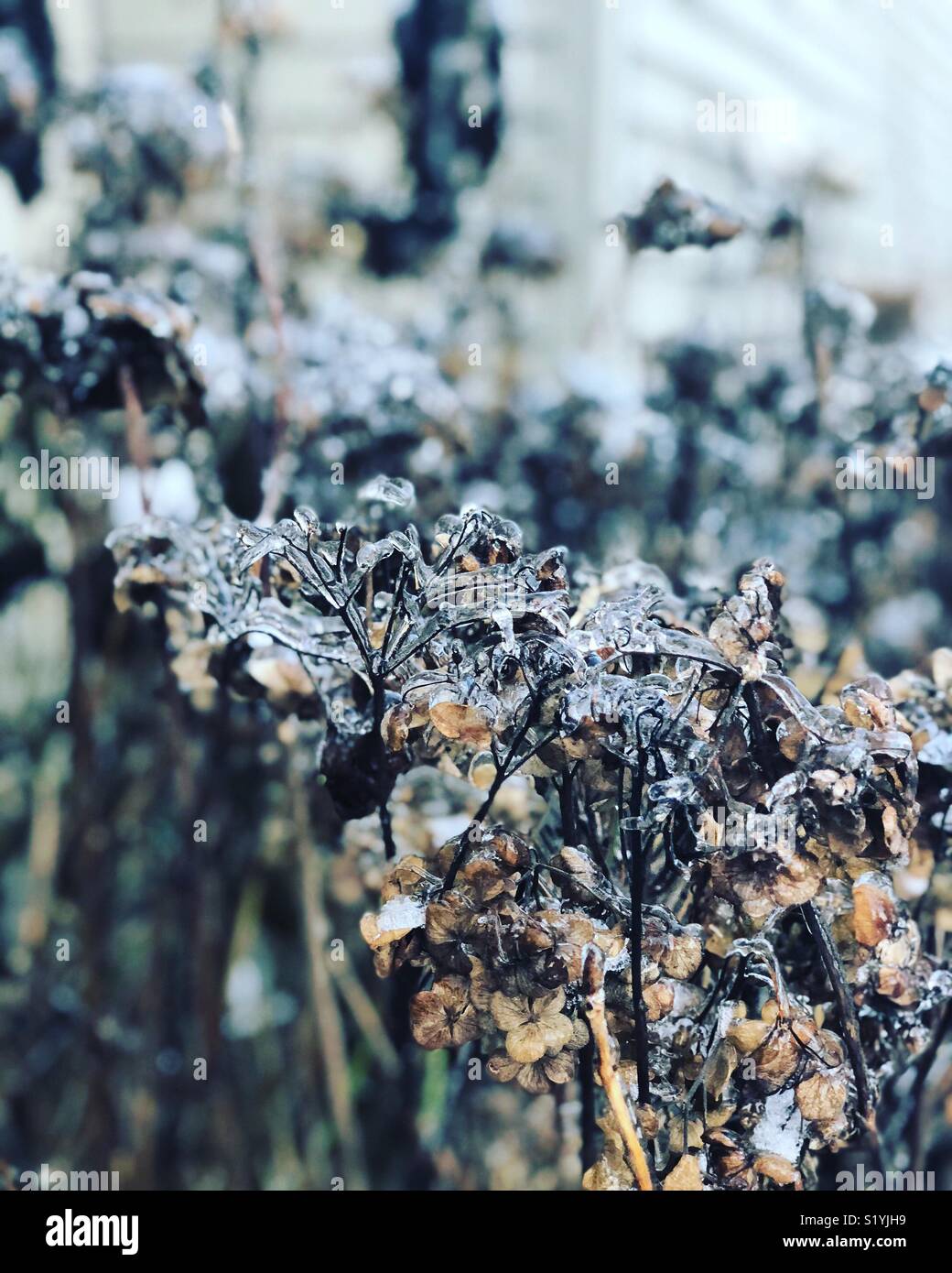 Fiore di ghiaccio Foto Stock