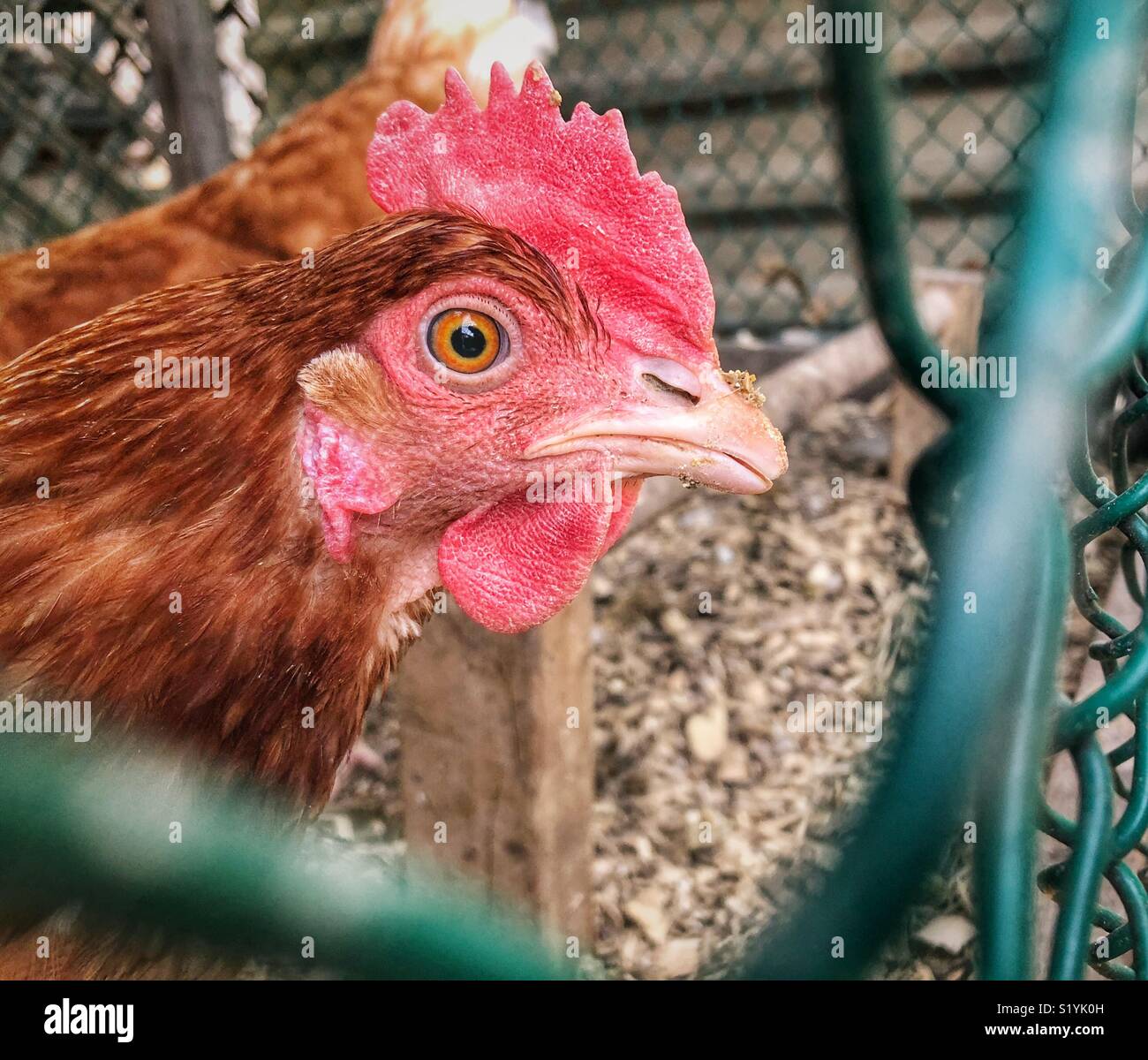 Vista dettagliata del profilo di backyard Rhode Island red pollo Foto Stock