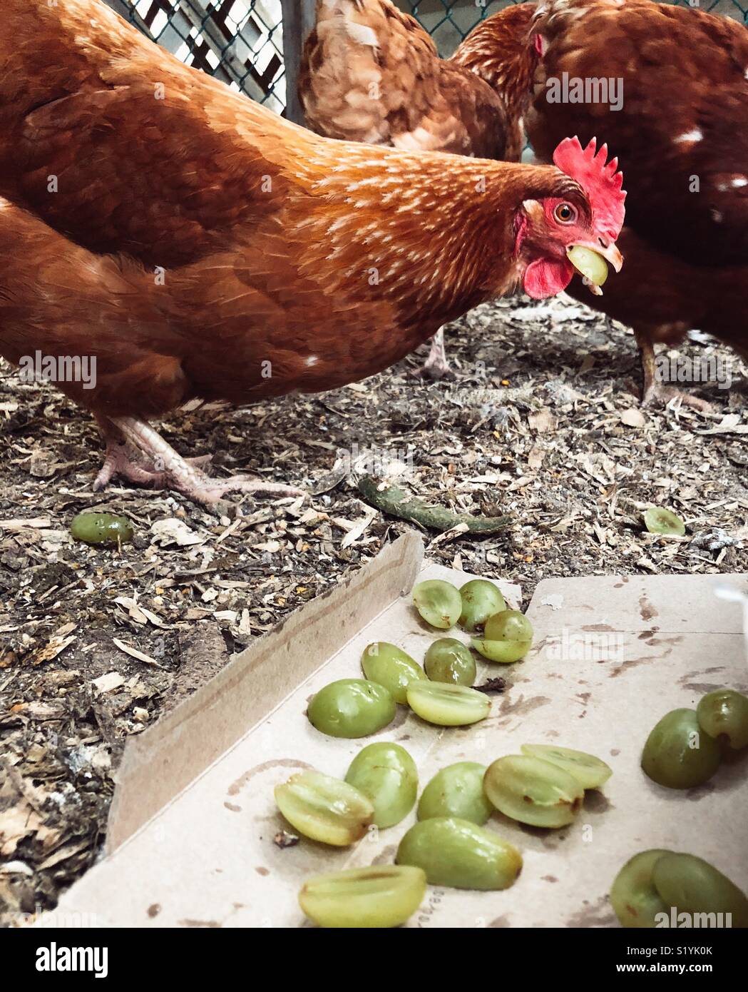 Polli mangiare uva verde in coop Foto Stock