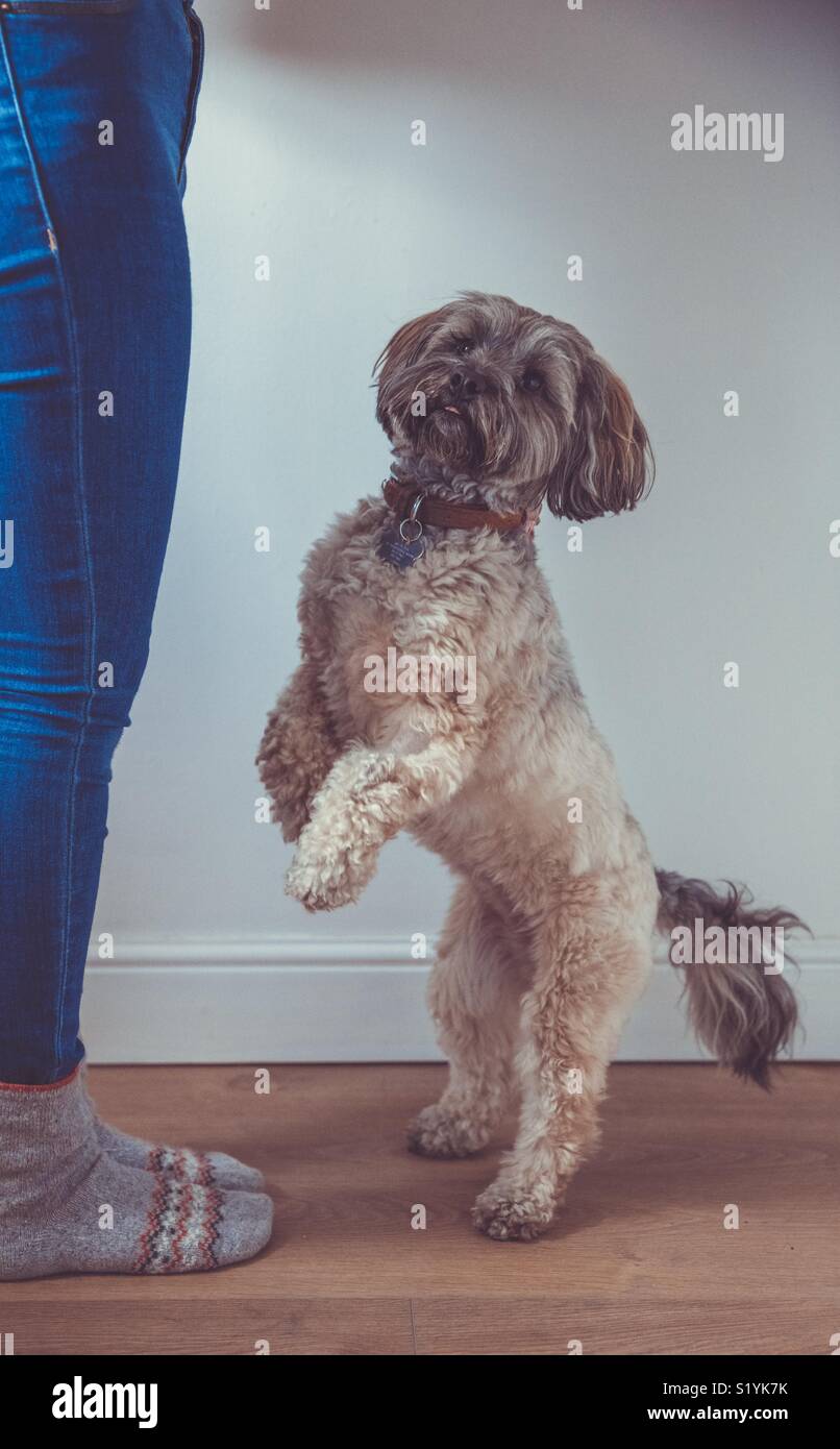 Un simpatico e fidato cane in piedi sulle sue gambe posteriori facendo trucchi per il suo proprietario che è in piedi accanto a lei Foto Stock