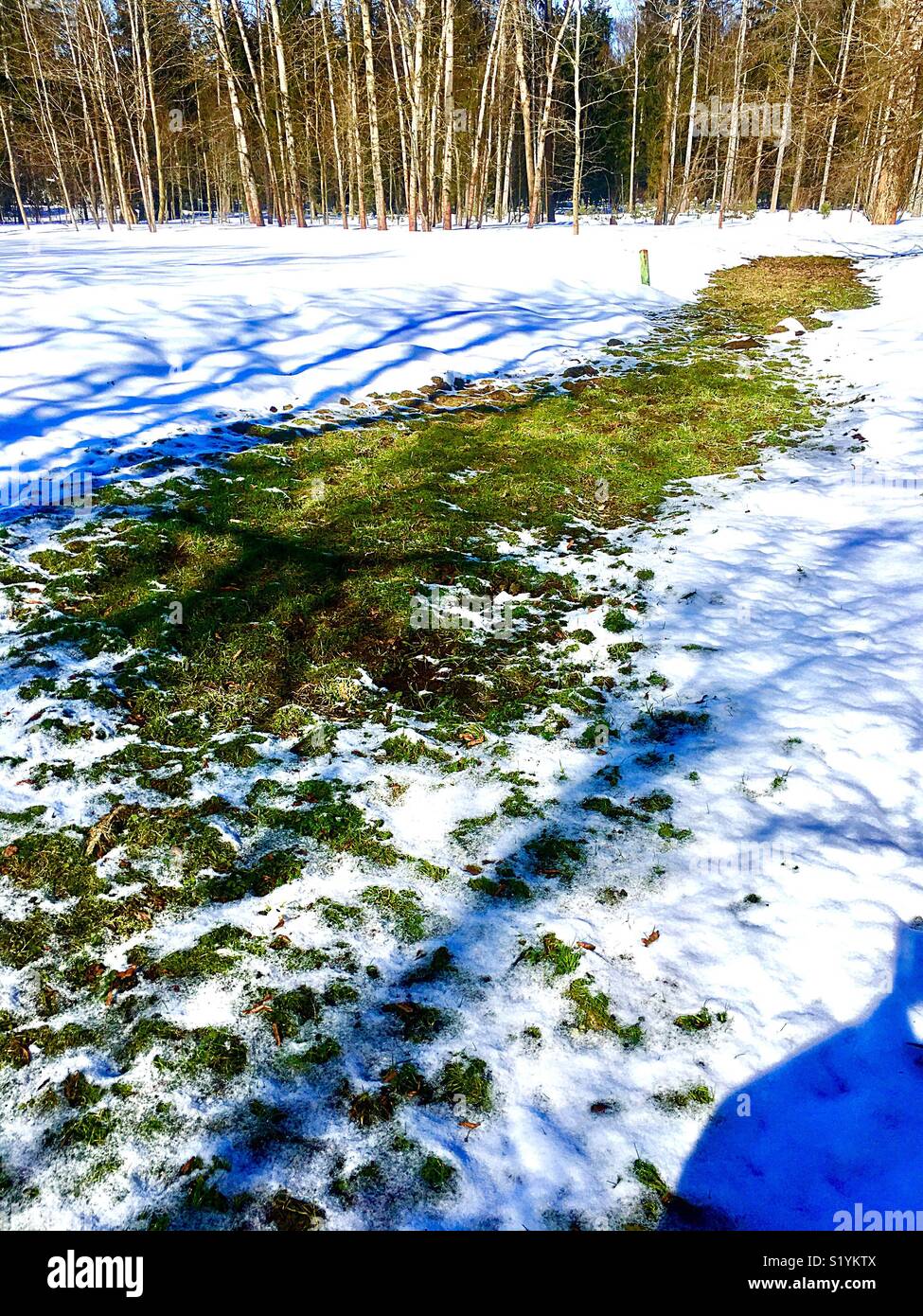 Prima erba - Immagine stock catturata con smartphone