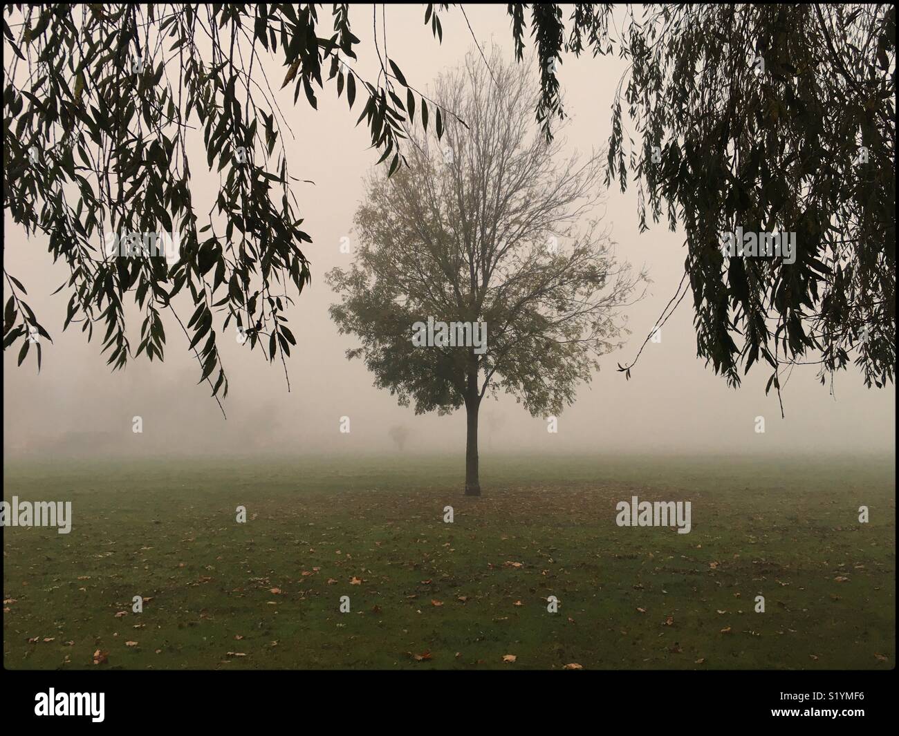 Tree incorniciato da rami, Streatham Common, Londra 2017 Foto Stock