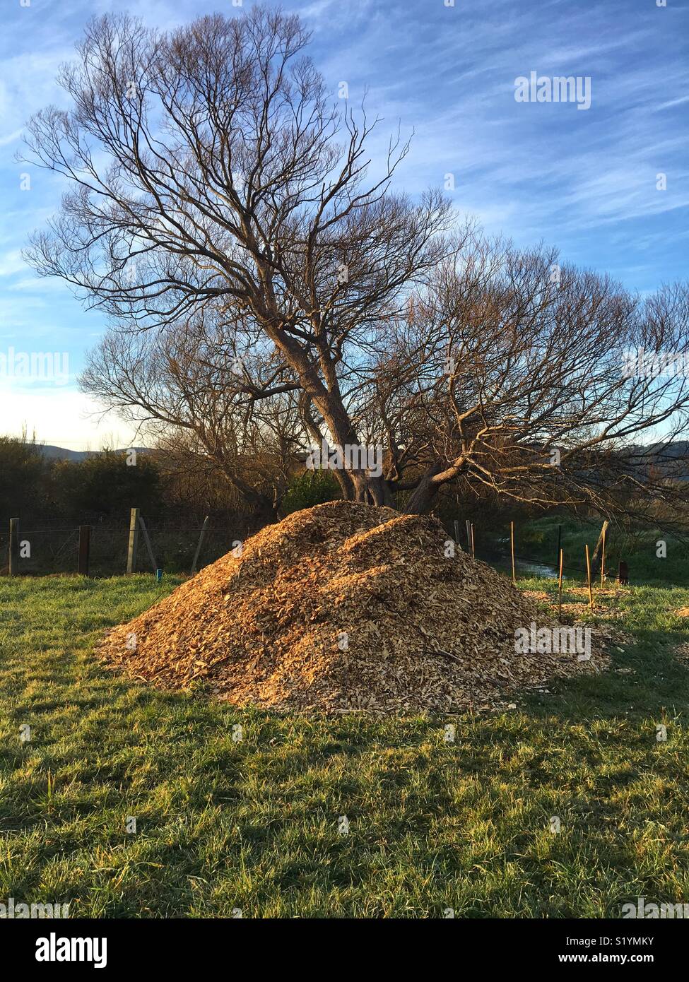 Pila di corteccia chips davanti a un albero Foto Stock