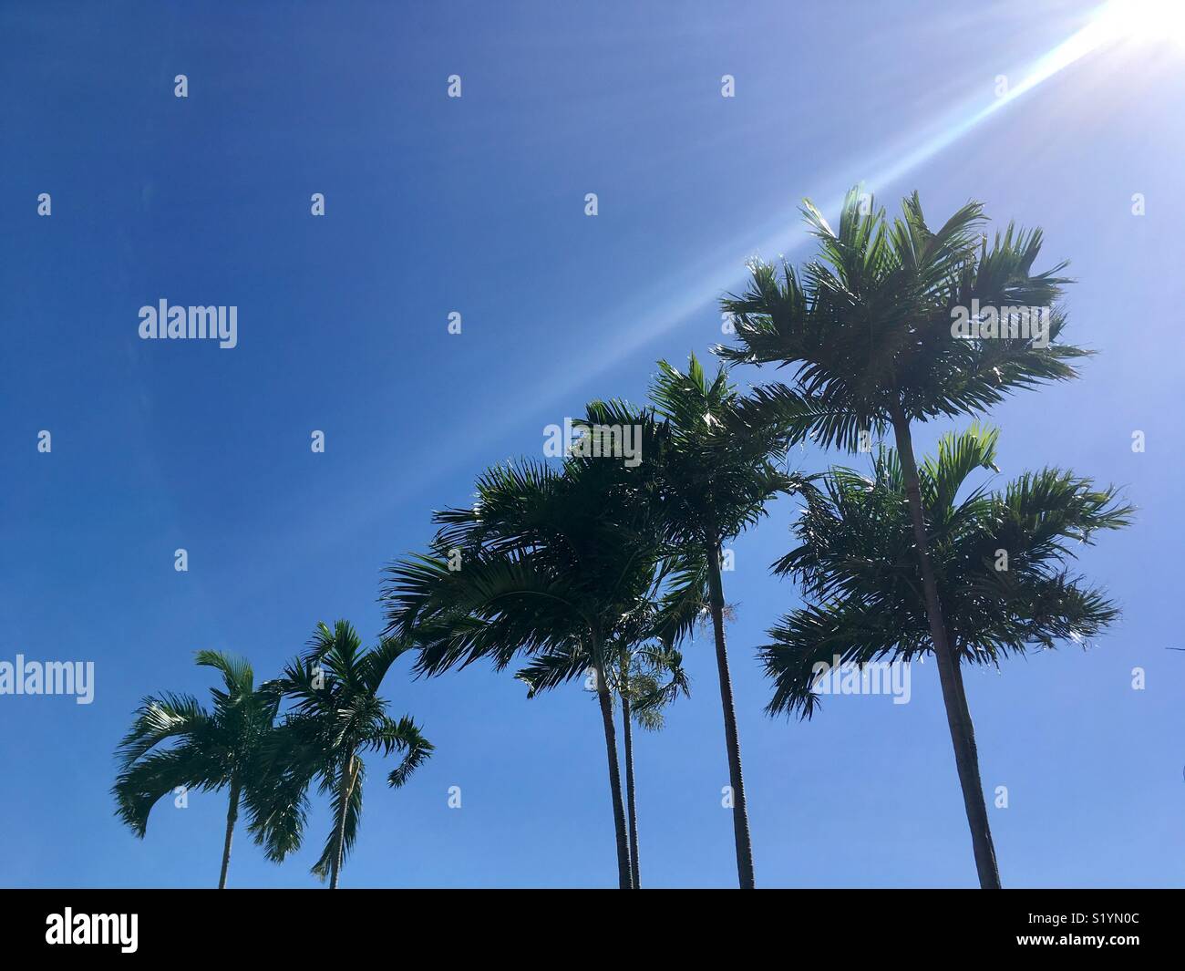 Palme e sun flare contro un cielo blu chiaro. Foto Stock