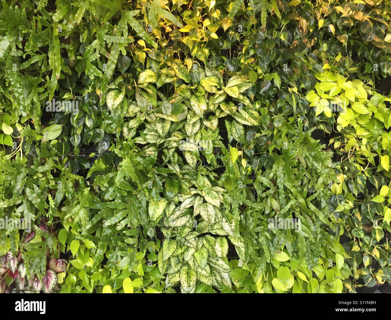 Soggiorno parete verde coperto di piante naturali di foglie. Live interior. Natura all'interno. Foto Stock
