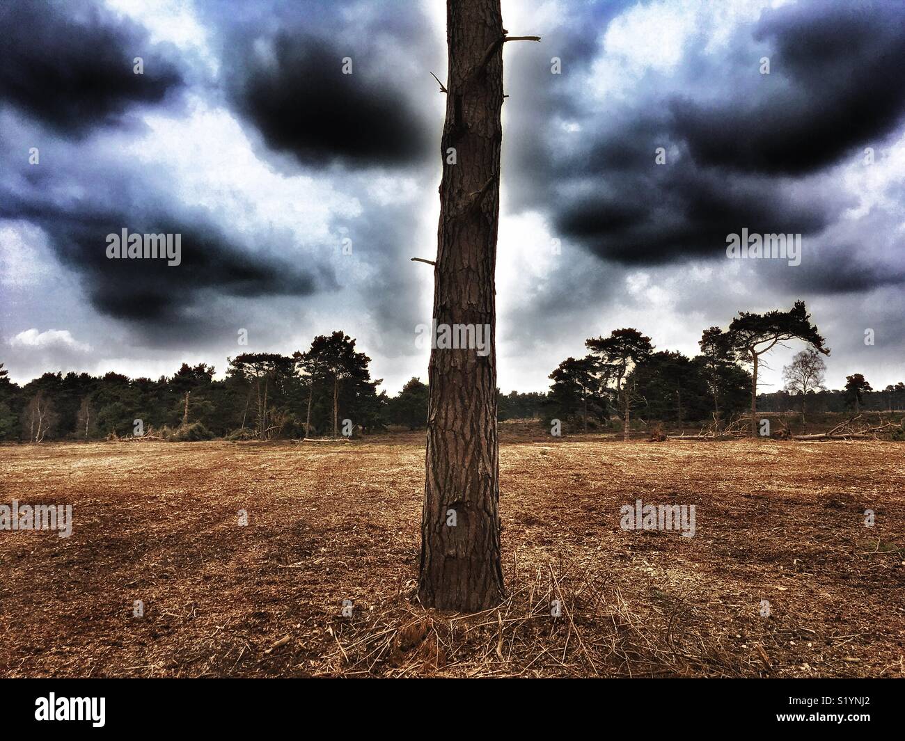 Foresta Rendelsham Suffolk in Inghilterra Foto Stock