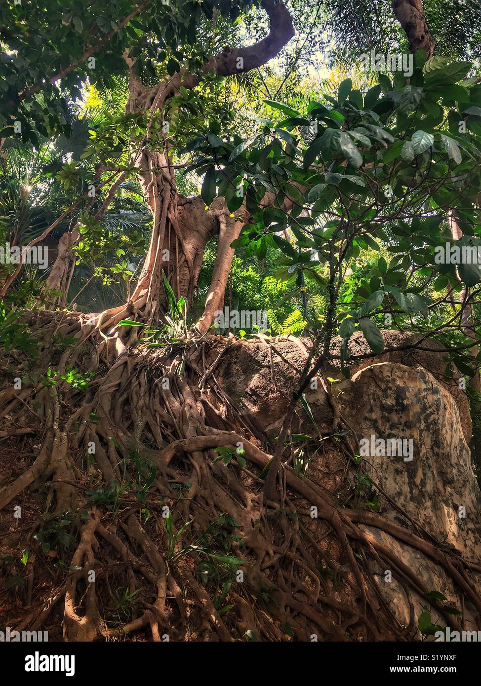Un "muro albero', ha permesso di crescere su una pietra della parete di ritegno in modo che le sue radici hanno un effetto stabilizzante, in centrale, Isola di Hong Kong. Banyan cinese (Ficus microcarpa) - Immagine stock catturata con smartphone