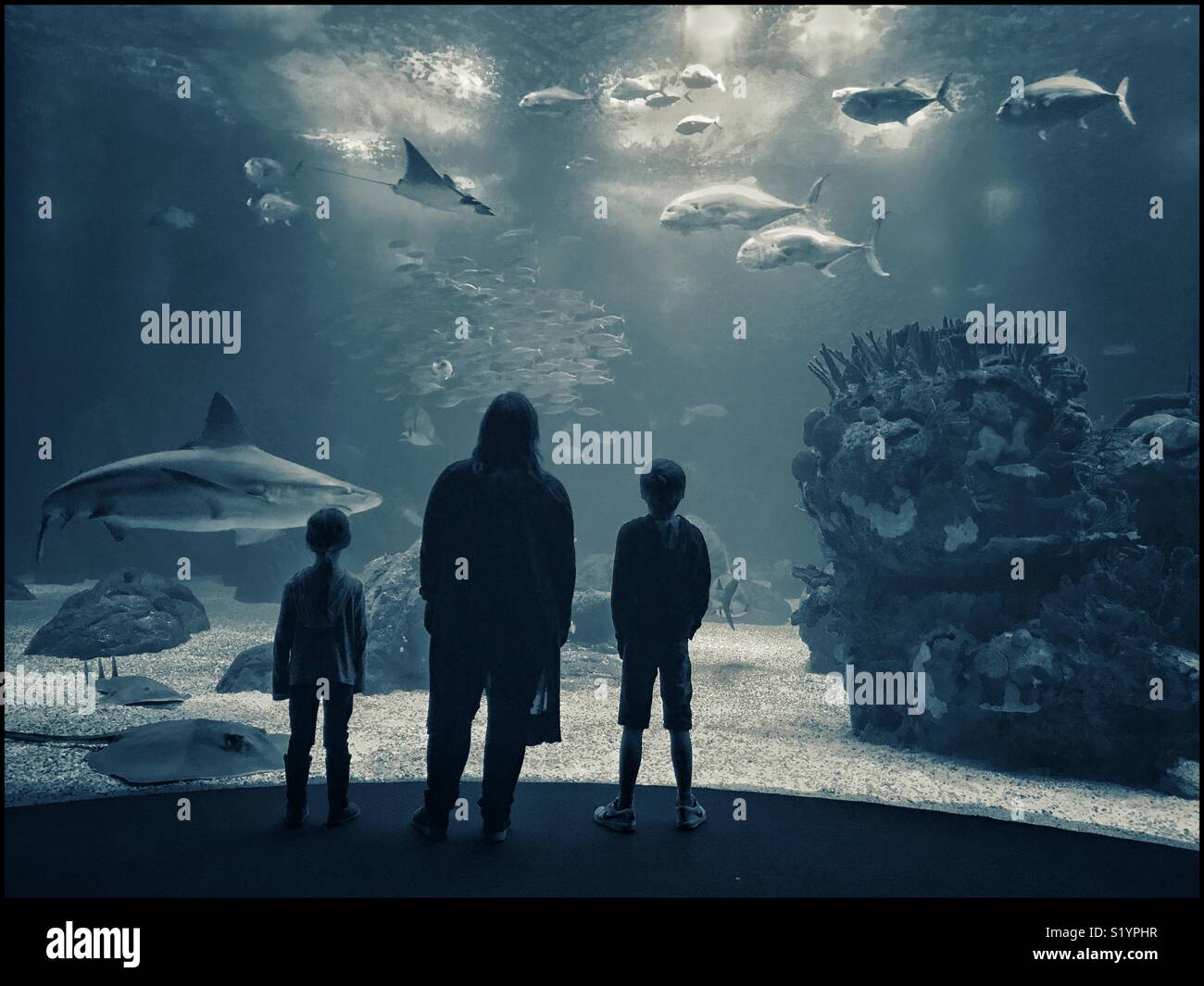 Una madre e i suoi 2 figli di guardare nel chiedersi come gli squali, le razze e gli altri tipi di pesci nuotano davanti a loro in Lisbon Oceanarium. Questo è il più grande d'Europa Oceanarium. Credito foto - © COLIN HOSKINS. Foto Stock