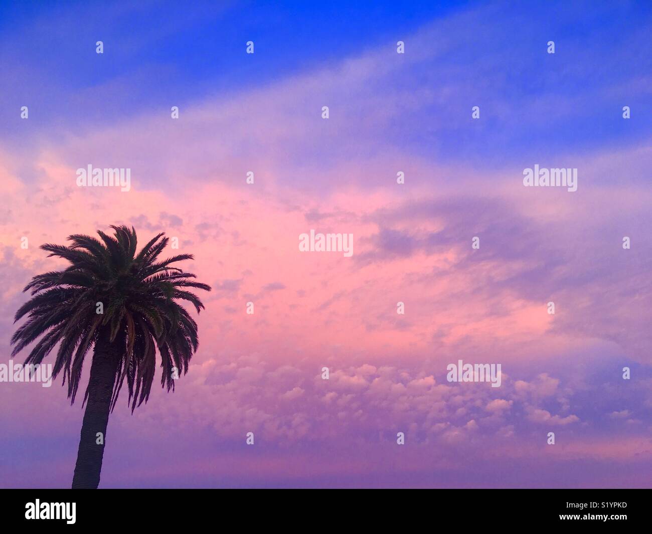 Tramonto con Palm tree Foto Stock