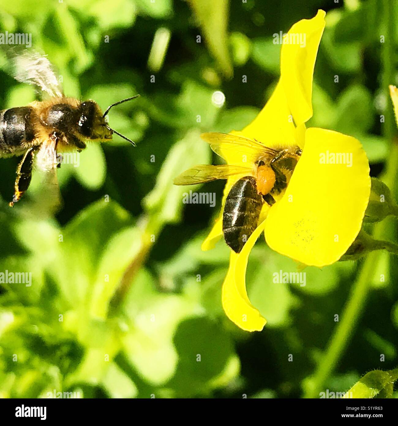 Un miele delle api vola vicino a un altro che lambisce un fiore di trifoglio e raccogliere il polline in Tangeri, Marocco, Africa - Immagine stock catturata con smartphone