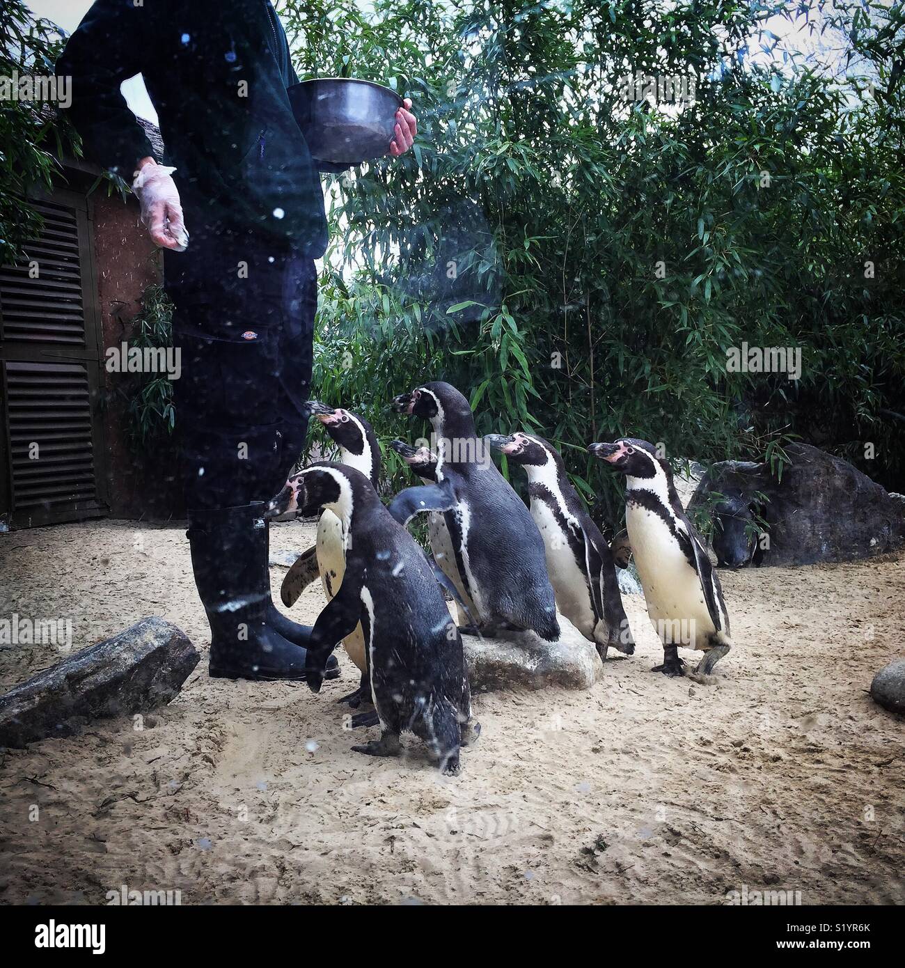 I pinguini presso lo zoo di Colchester Foto Stock