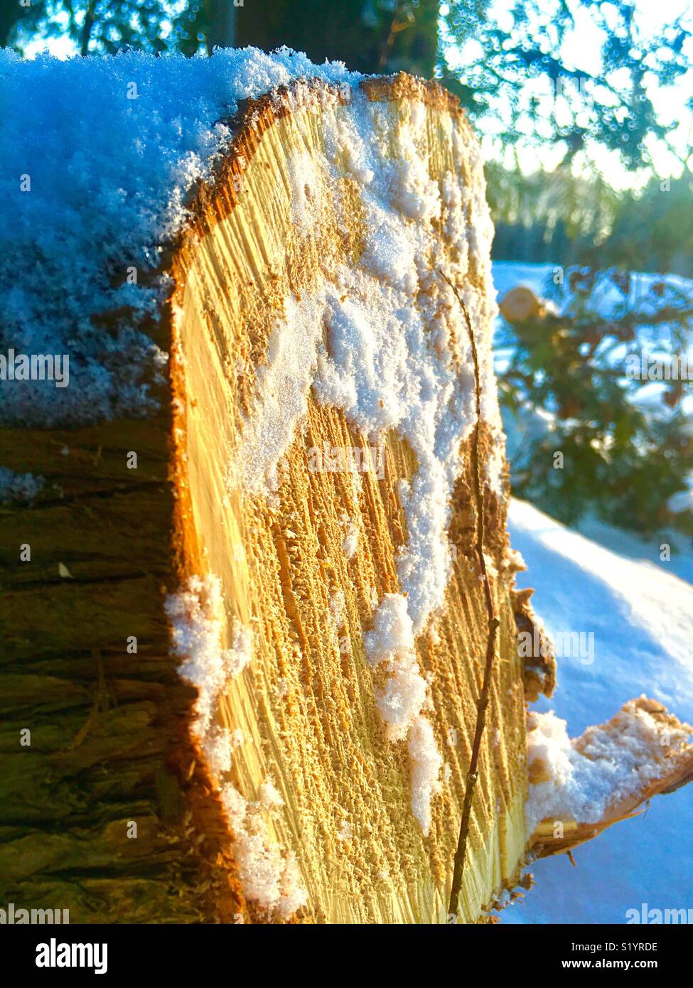 Legno segato in serata sun - Immagine stock catturata con smartphone