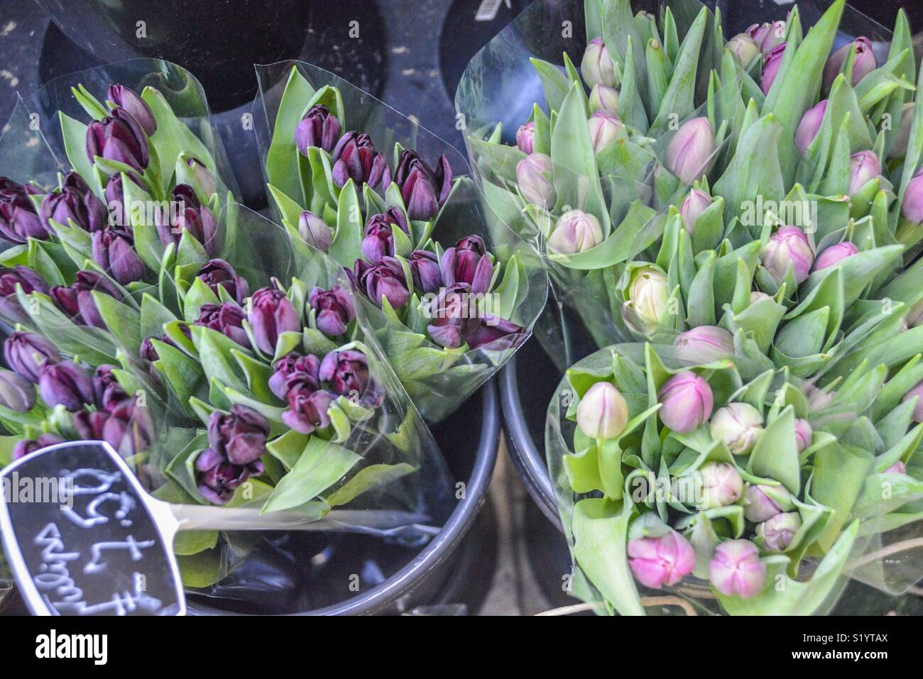 La primavera è per i tulipani Foto Stock