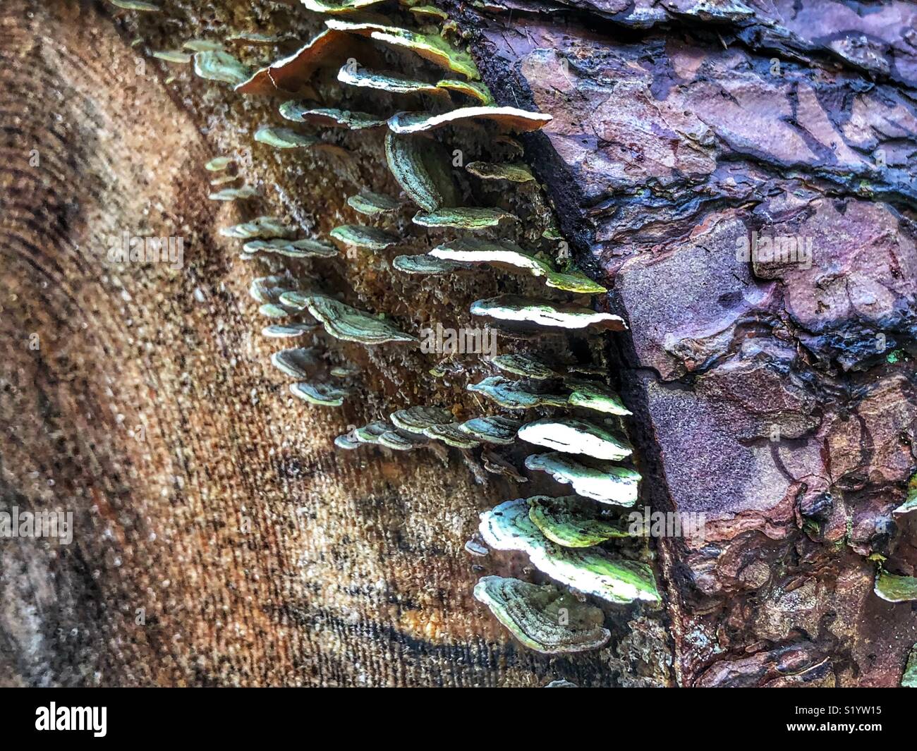 Muffa bianca corteccia funghicoltura su un caduto decadendo tronco di albero Foto Stock