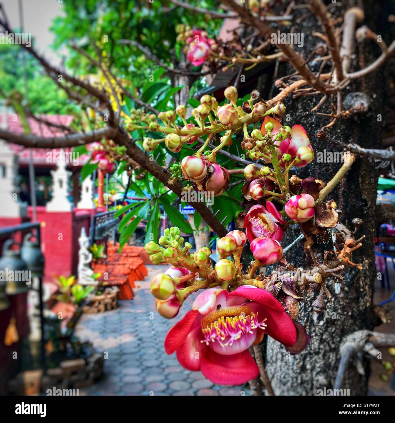Il tempo primaverile di Chiang Mai - Immagine stock catturata con smartphone