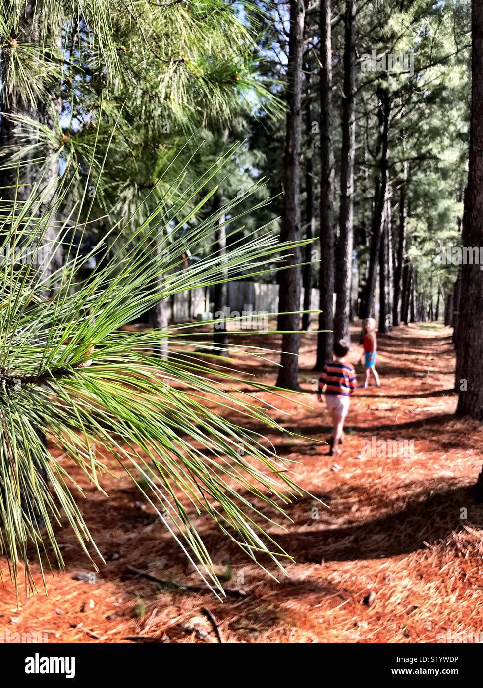 Un albero di pino aghi di catturare la luce mentre due bambini a piedi lungo un sentiero dietro di esso. - Immagine stock catturata con smartphone