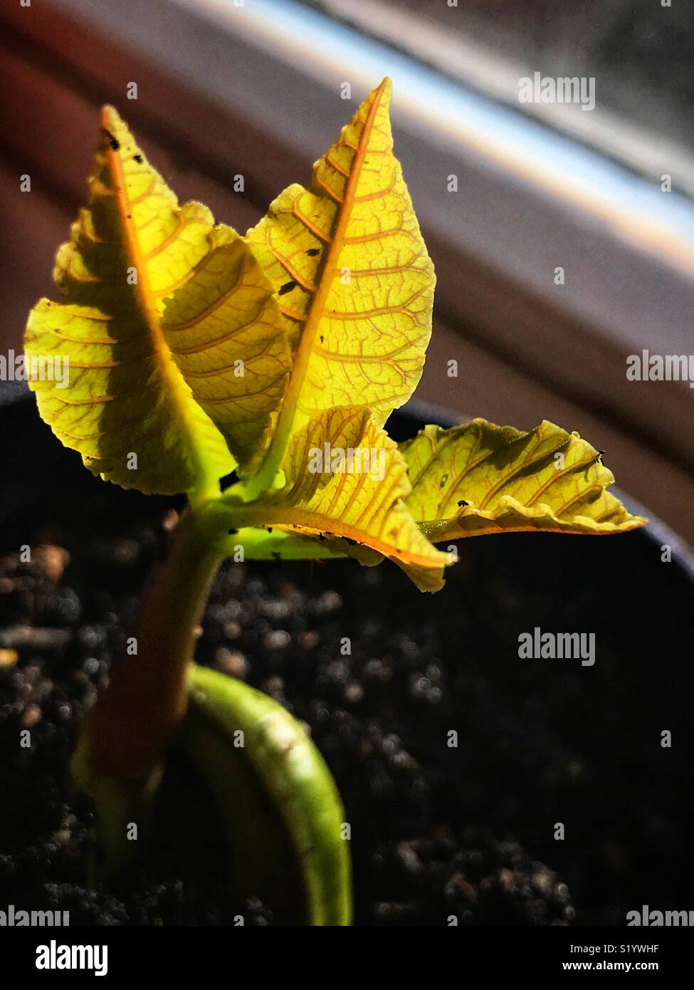 Baby anacardi tree Foto Stock