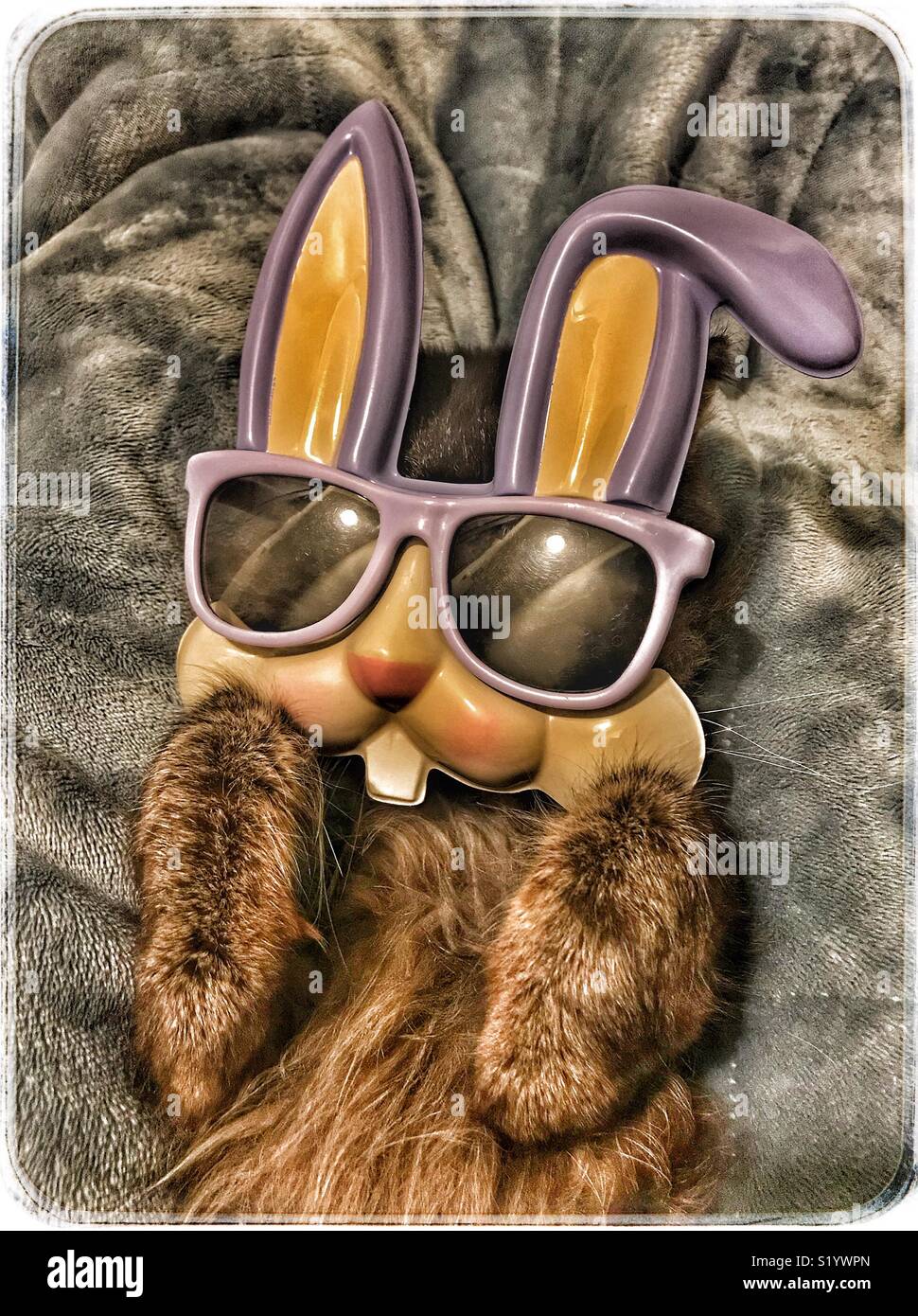 Coniglietto di pasqua Cat Foto Stock