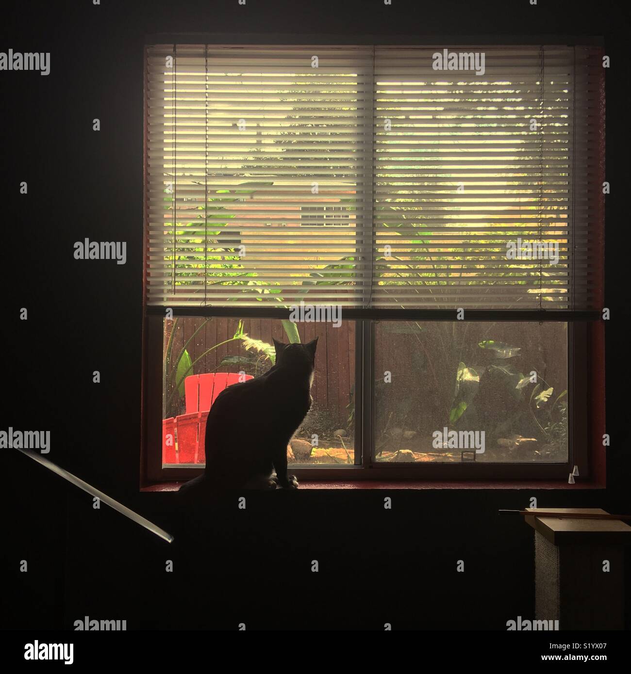 Stagliano gatto nero guarda fuori della finestra Foto Stock