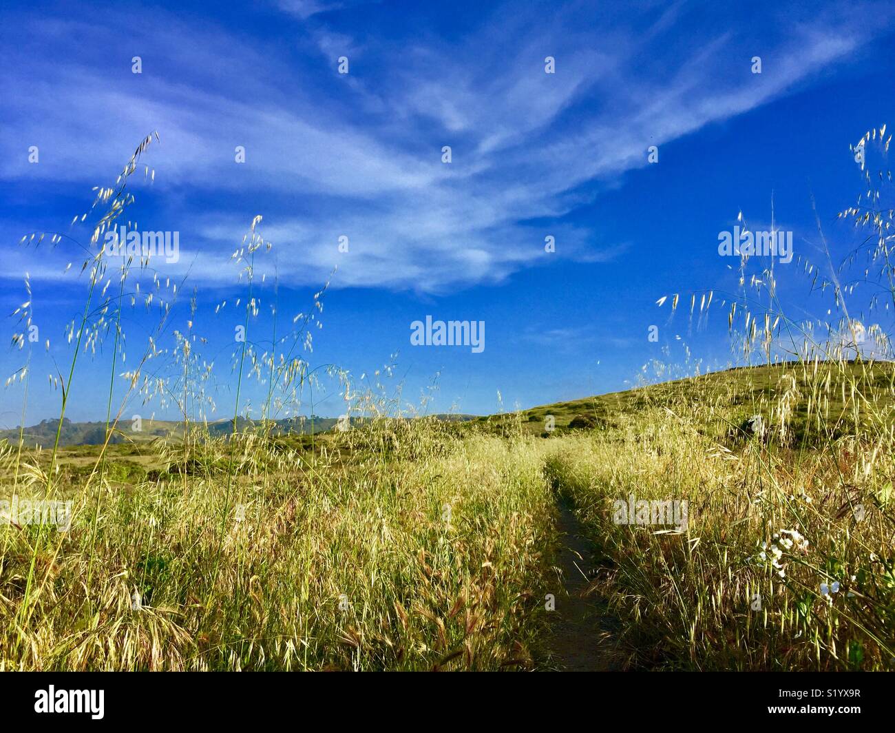 Percorso attraverso un campo erboso in una giornata di sole. Foto Stock