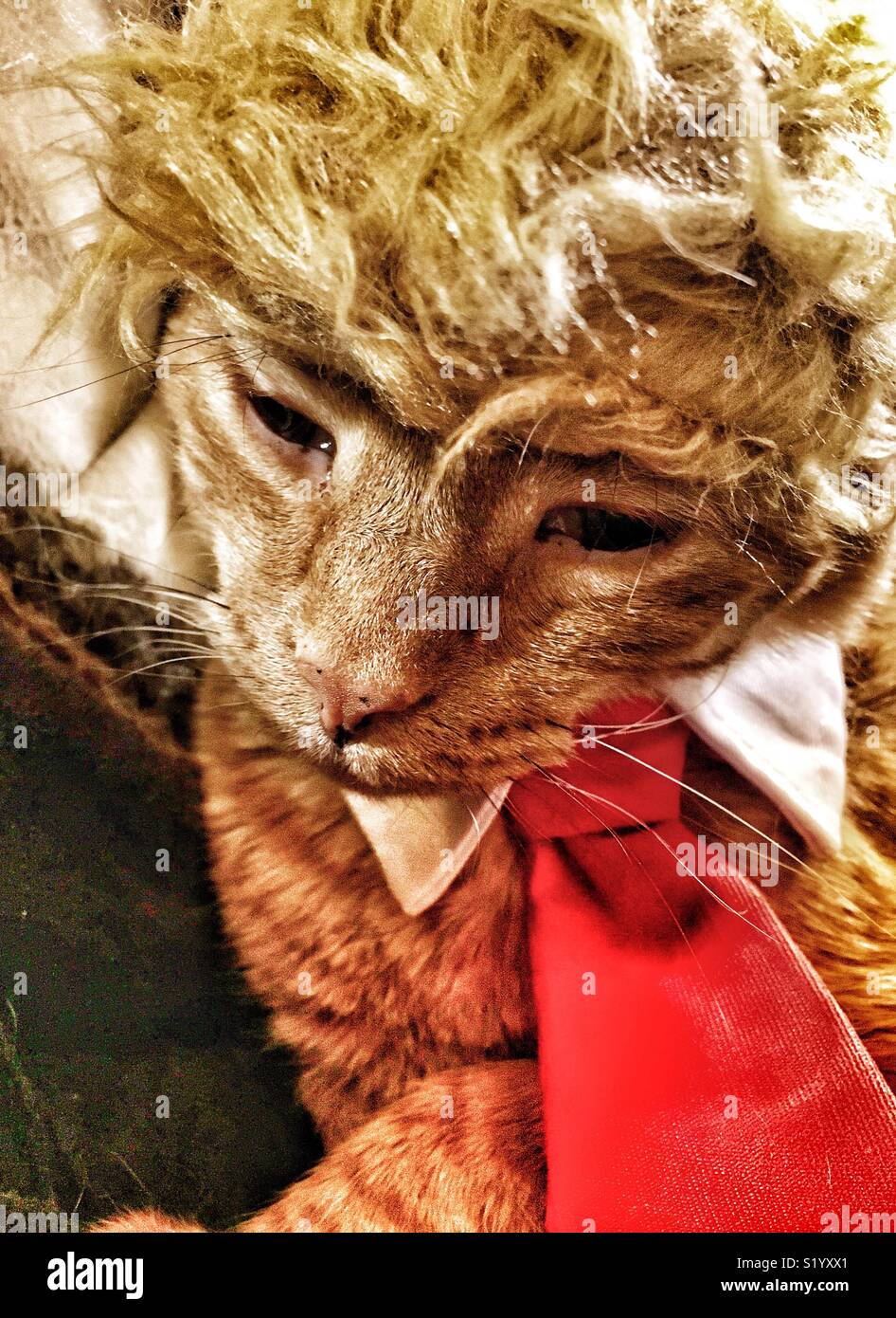 Gatto arancione vestita come Donald Trump con parrucca arancione e tirante  Foto stock - Alamy