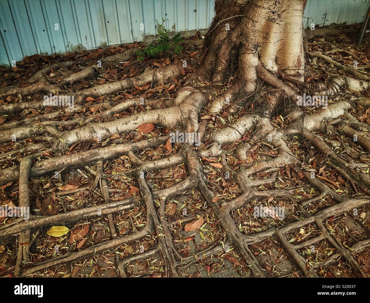 Le radici di un cinese banyan tree (Ficus microcarpa) seguire la griglia di cemento sul sentiero di una strada in Tin Shui Wai, Nuovi Territori di Hong Kong - Immagine stock catturata con smartphone