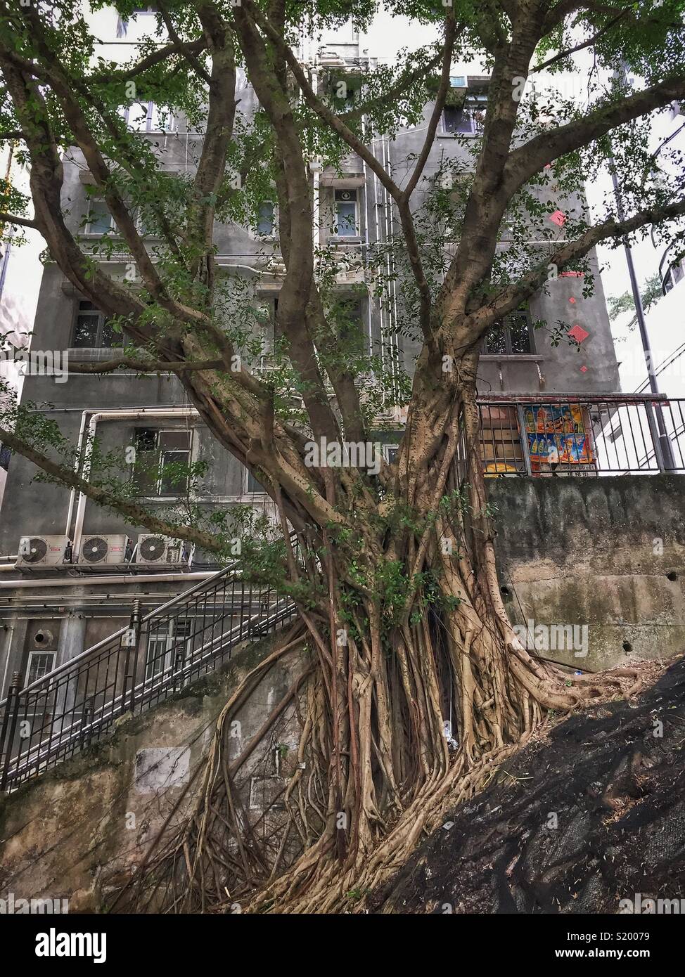 Un Cinese banyan 'wall tree" (Ficus microcarpa), ha permesso di crescere su una pietra della parete di ritegno in modo che le sue radici hanno un effetto stabilizzante, Sai Ying Pun, Isola di Hong Kong - Immagine stock catturata con smartphone