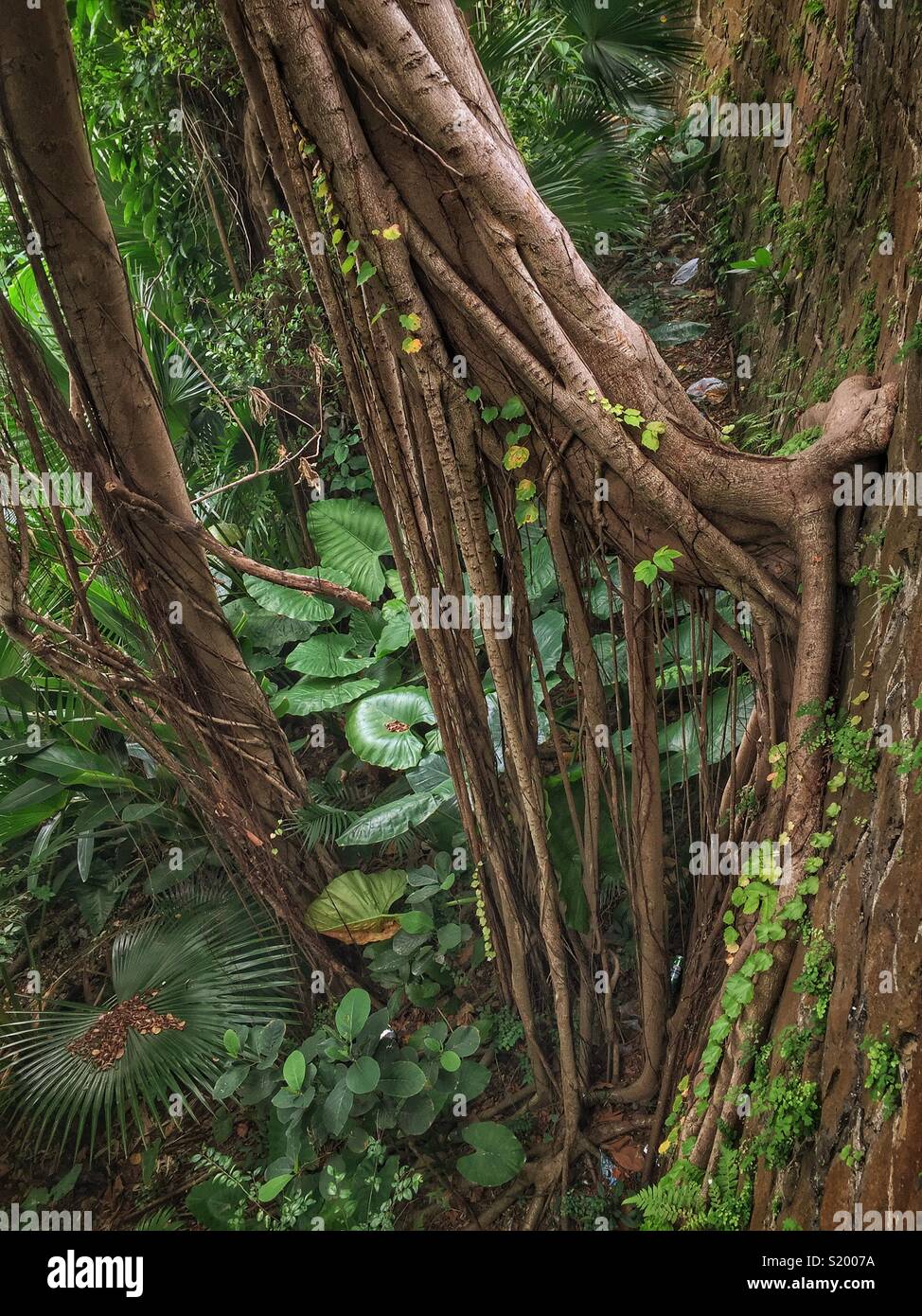 Un Cinese banyan 'wall tree" (Ficus microcarpa), ha permesso di crescere su una pietra della parete di ritegno in modo che le sue radici hanno un effetto stabilizzante, Sai Ying Pun, Isola di Hong Kong - Immagine stock catturata con smartphone