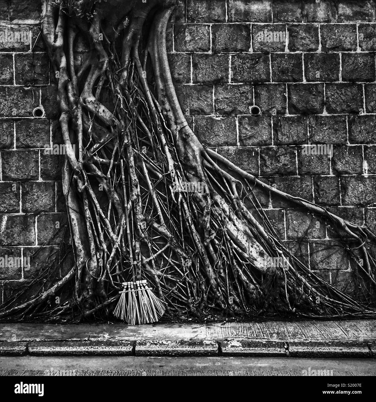 Un Cinese banyan 'wall tree" (Ficus microcarpa), ha permesso di crescere su una pietra della parete di ritegno in modo che le sue radici hanno un effetto stabilizzante, Sai Ying Pun, Isola di Hong Kong - Immagine stock catturata con smartphone