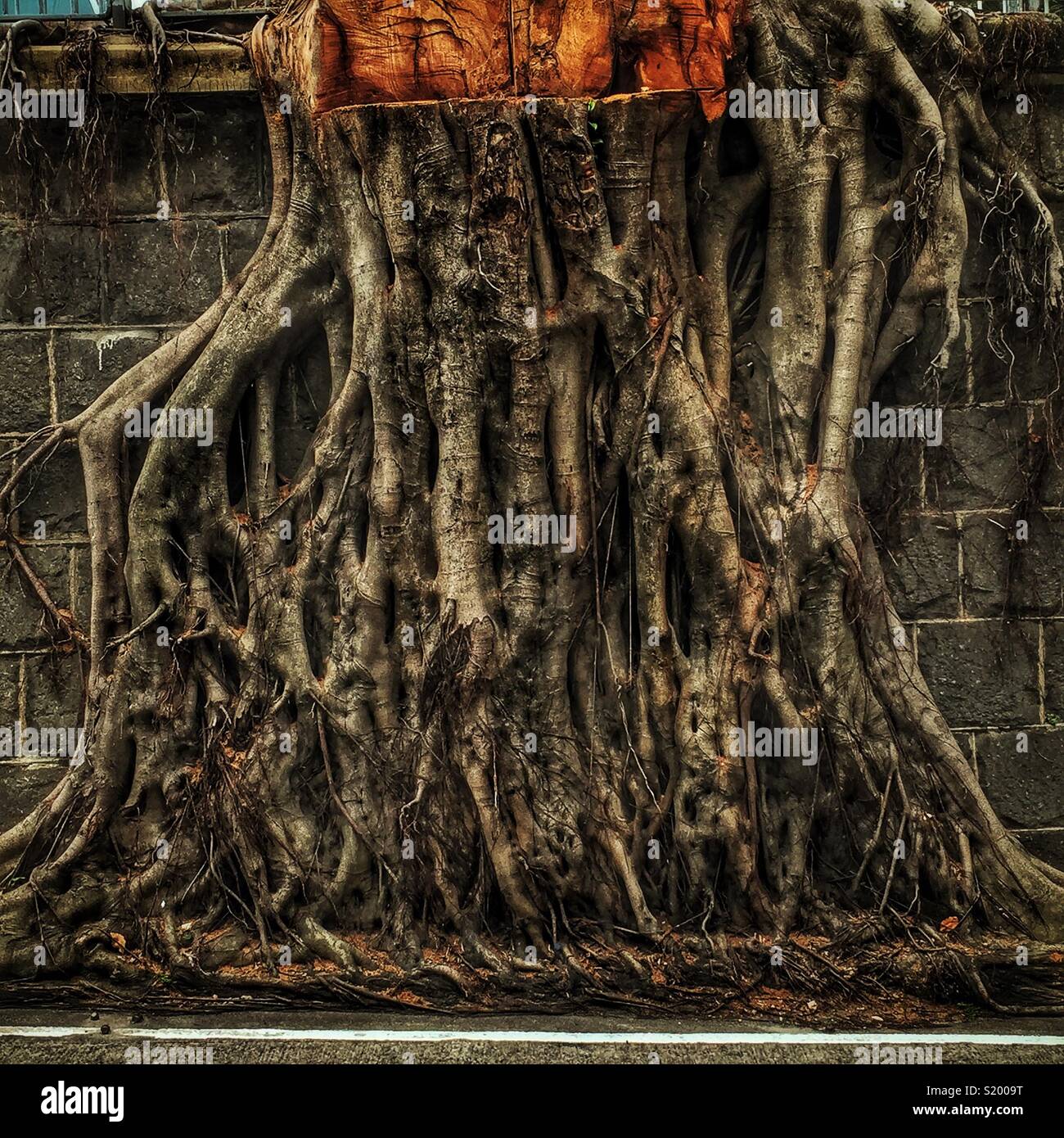 Resti di una tempesta-danneggiato cinese "banyan tree parete' (Ficus microcarpa), ha permesso di crescere su una pietra della parete di ritegno in modo che le sue radici hanno un effetto stabilizzante, Sai Ying Pun, Isola di Hong Kong - Immagine stock catturata con smartphone
