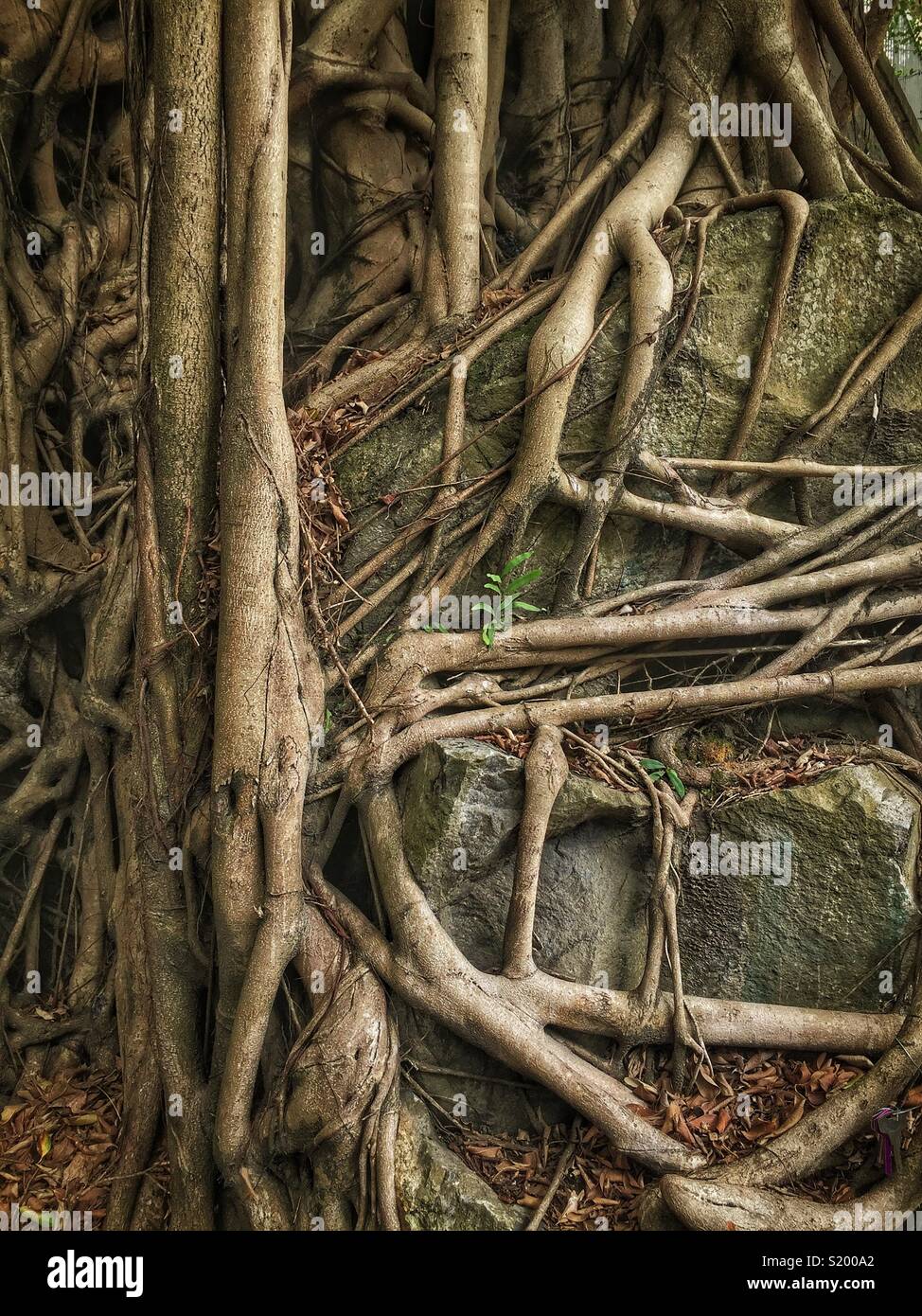 Dettaglio di un cinese banyan 'wall tree" (Ficus microcarpa), ha permesso di crescere su una pietra della parete di ritegno in modo che le sue radici hanno un effetto stabilizzante, Sai Ying Pun, Isola di Hong Kong - Immagine stock catturata con smartphone