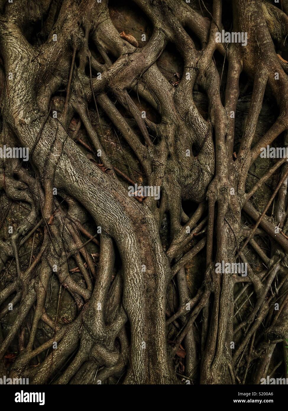 Dettaglio di un cinese banyan 'wall tree" (Ficus microcarpa), ha permesso di crescere su una pietra della parete di ritegno in modo che le sue radici hanno un effetto stabilizzante, Sai Ying Pun, Isola di Hong Kong - Immagine stock catturata con smartphone