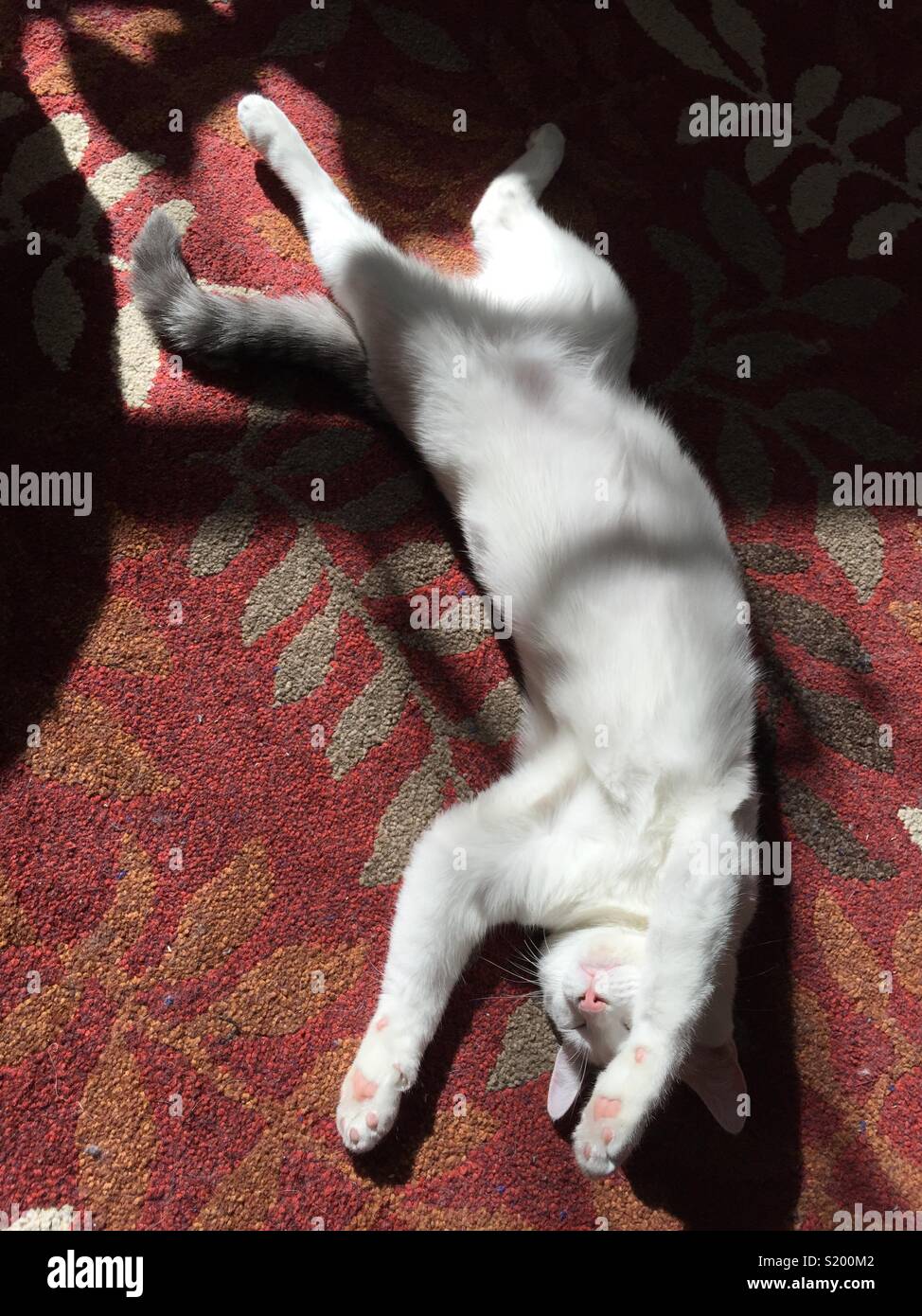 White cat distesa al sole su un tappeto rosso. Foto Stock