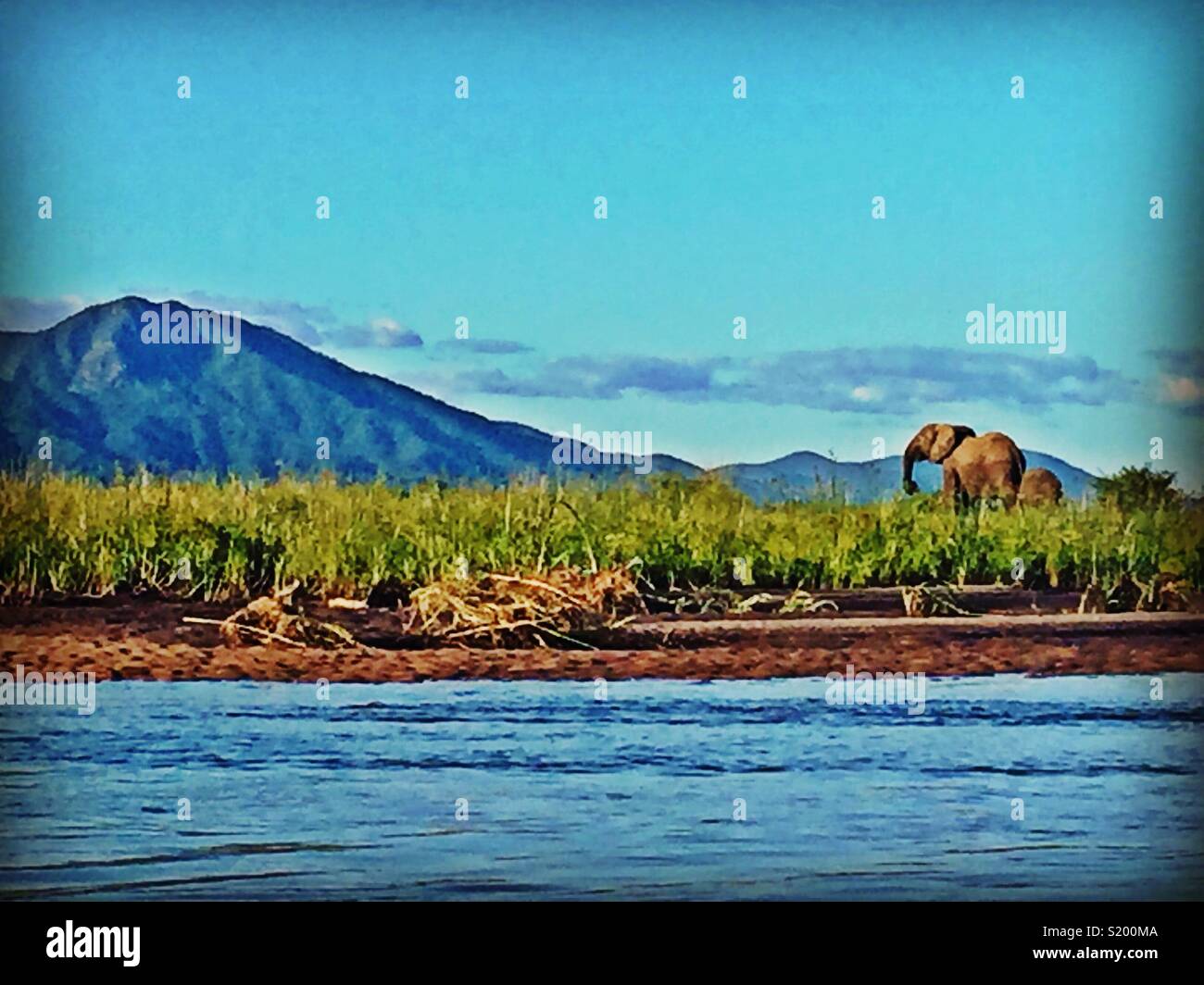 Elephant e montagna dal fiume Zambesi nel Parco Nazionale di Mana Pools - Immagine stock catturata con smartphone
